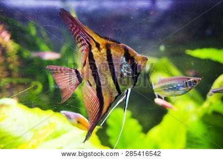 Multi Colored Fish Of Different Breeds Swims In The Aquarium
