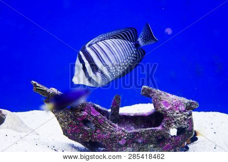 Multi Colored Fish Of Different Breeds Swims In The Aquarium
