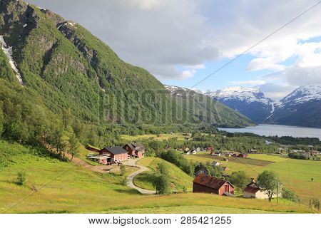 Roldal, Norway. Countryside Landscape With Lupin Flowers In Hordaland Region.