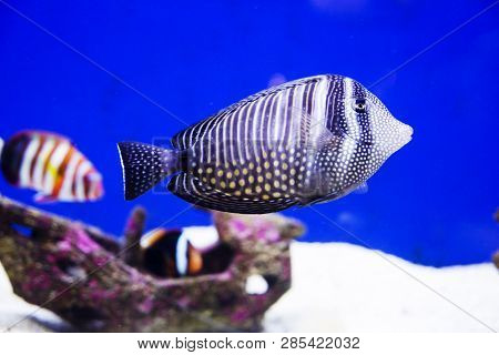 Multi Colored Fish Of Different Breeds Swims In The Aquarium