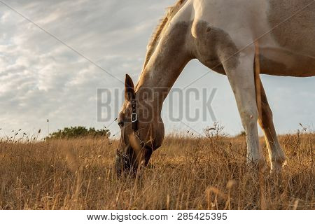 Beautiful Red Horse Grazing In A Meadow In Autumn.