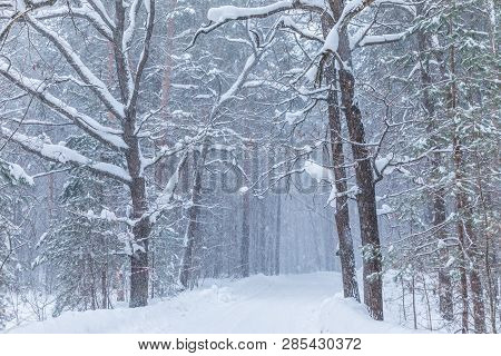 The Blizzard In The Winter Forest Or Park With The Falling Snow. The Beautiful White Snowy Fairy Lan