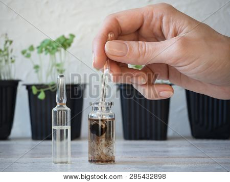 Liquid Fertilizer For Seedlings. Plant Breeding. Spring Care Of Plants. Growth Energy For Plants.