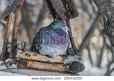 A Gray Pigeon With Rainbow Neck And Bright Eyes Is In A Brown Wooden Bird And Squirrel Feeder House 