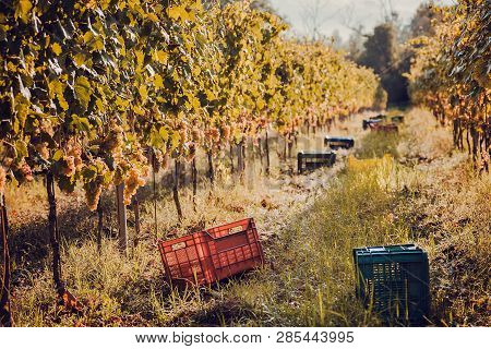 Farm With Grapeyard And Workers Box For Harvesting Grape. Green Valleys Of Grape Bushes.
