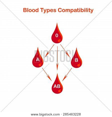 Blood Types Compatibility Banner. Red Blood Drop 0, A, B, Ab, Arrows On White. Flat Design Stock Vec