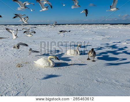 Freezing On The Ice Of The Riga Bay Swans In The Winter Of 2018.