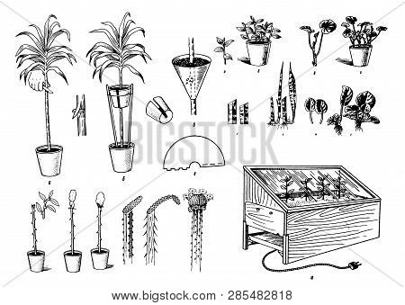 Vector Hand Drawn Sketch Of Plants Care Process Illustration On White Background