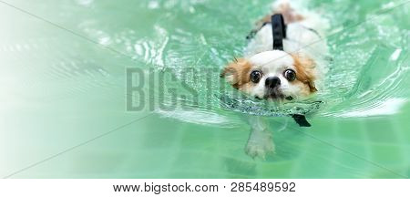 Young Chihuahua Dog Wearing Life Vest Jacket Swim In Swimming Pool Looking At Camera With Relax Leis
