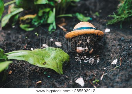 Dirty Doll In Soil Near Plants And Trash. Old Thrown Soiled Toy Buried In Ground. Sad Pessimistic St