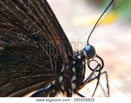 Butterfly in close up shot in garden