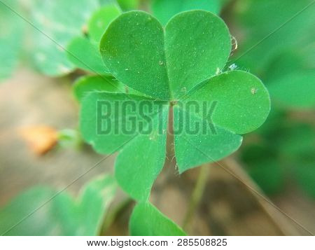 Round shape leaf in close up shot in garden
