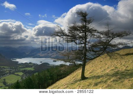 Samotne drzewo nad Derwent Water