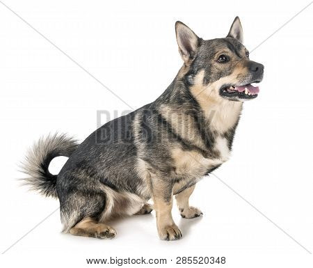 Swedish Vallhund In Front Of White Background