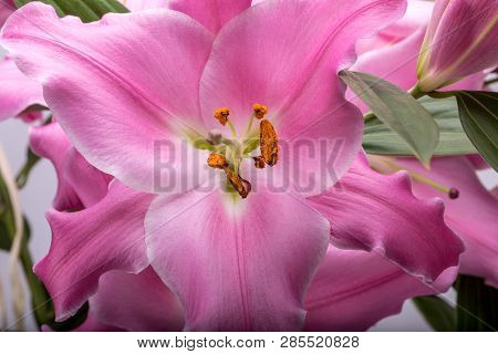 Close-up Of Pink Liles Flowers.  Common Names For Species In This Genus Include Fairy Lily Rainflowe