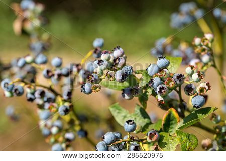 Bush Of A Ripe Bilberry In The Summer