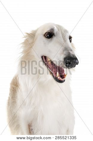 White Borzoi In Front Of White Background