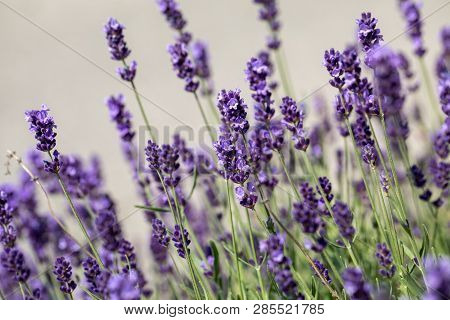 The Blooming Lavender Flowers In Provence, Near Sault, France
