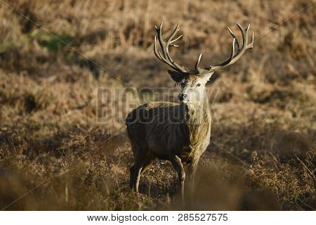 Stunning Red Deer Stag Cervus Elaphus With Majestic Antelrs In Autumn Fall Froest Landscape