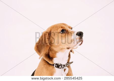 Close Up Portrait Of Beautiful Tricolor Puppy Of English Beagle On Snow Backround. Beagle Is A Breed