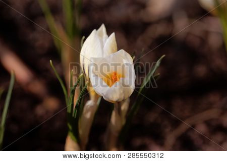 Flower Of The Crocus Chrysanthus Variation Snow Bunting.