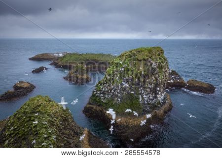 Iceland Landscape Photo As Nesting Paradise For Many Kittiwakes Seagulls Flying By Cliffs.