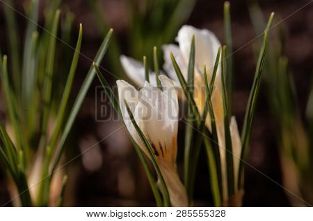 Flower Of The Crocus Chrysanthus Variation Snow Bunting.