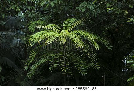 Eurycoma Longifolia Jack