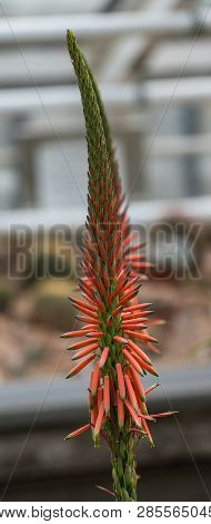Close Up Of A Flower Stalk Of An Aloe Sheilae Plant With Tri-colored, Orange, Yellow And Green Buds