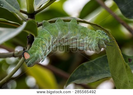 Close Up Of Last Instar Atlas Moth, Attacus Atlas Caterpillar On Its Host Plant Stem