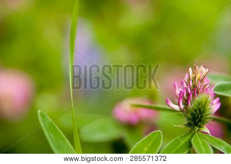 Floral Summer Background, Soft Focus. Blooming Clover. Blurred Background.