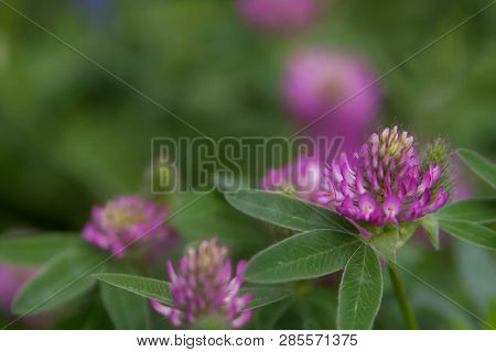 Floral Summer Background, Soft Focus. Blooming Clover. Blurred Background.