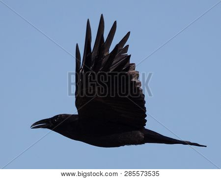 Side View Of An American Crow (corvus Brachyrhynchos) Flying With A Blue Sky Background