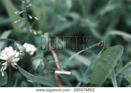 Floral Summer Background, Soft Focus. Blooming Clover. Blurred Background. Ladybug