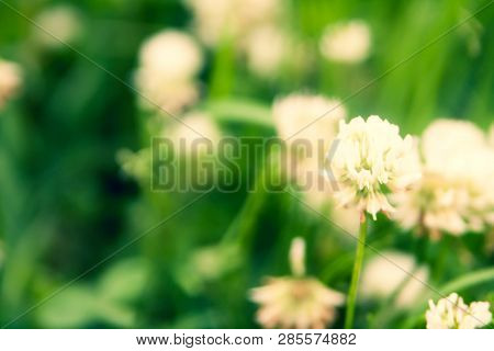 Floral Summer Background, Soft Focus. Blooming Clover. Blurred Background.