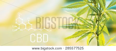 Organic Cannabis Leaf Cbd. Concept Of Herbal Alternative Medicine, Cbd Oil, Pharmaceptical Industry.