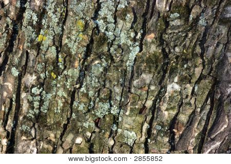 Tree Bark Close-Up