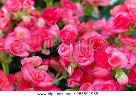 Begonia Big Flower