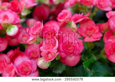 Begonia Big Flower