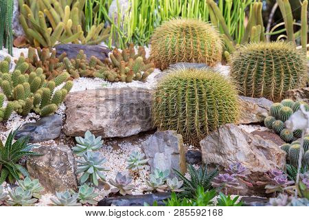 Cactus In Garden