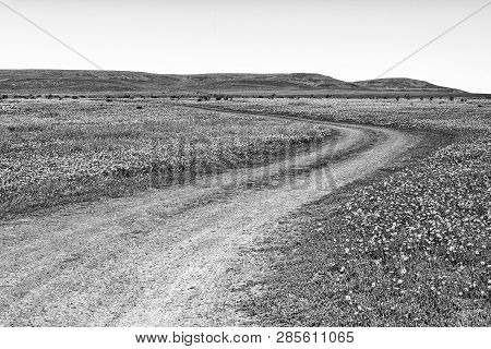 A Gravel Road In A Field Of Wildflowers At Matjiesfontein Near Nieuwoudtville In The Northern Cape P