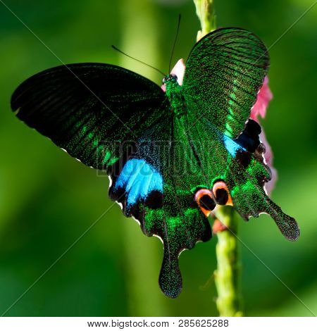 Colorful Butterfly Of Papilio Troilus (spicebush Swallowtail) Spreading Wings