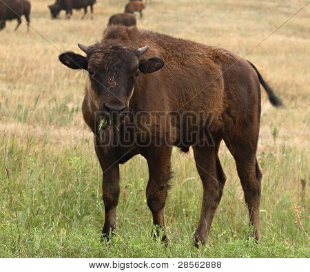 Bison kalv tugga på gräs
