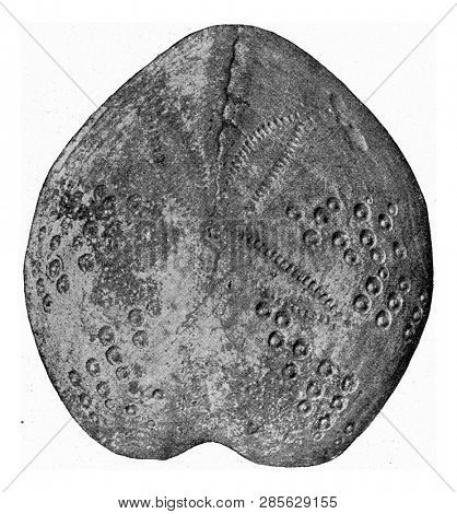 Spatangus, fossil sea urchin from the Tertiary of northwestern Germany, vintage engraved illustration. From the Universe and Humanity, 1910.