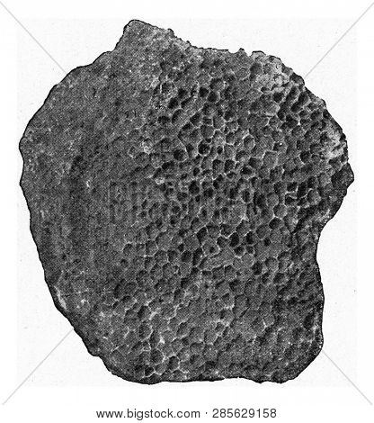Favosites seen from above, vintage engraved illustration. From the Universe and Humanity, 1910.