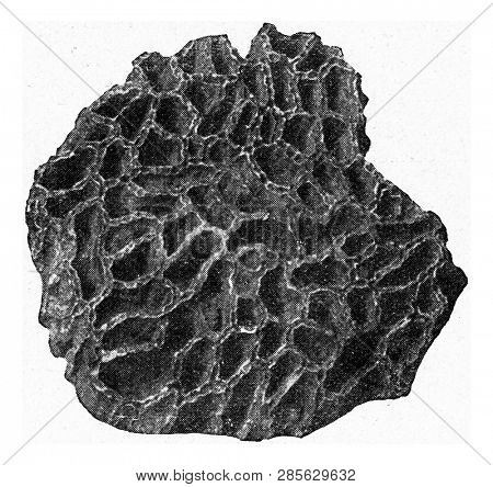 Halysites seen from above, vintage engraved illustration. From the Universe and Humanity, 1910.