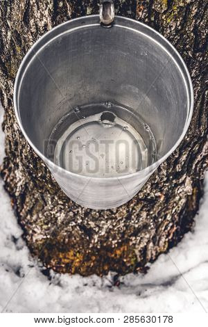 Metal Bucket On A Tree Filled With Maple Sap. Maple Syrup Production.