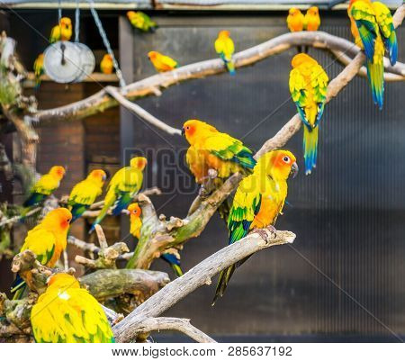 Aviculture, Colorful Sun Parakeets Sitting On Branches In The Aviary, Popular Pets From America, End