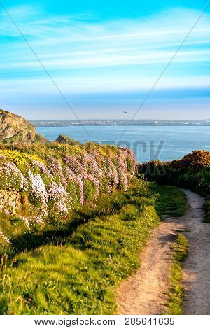 Spring Flowering Wild Flowers Sea Thrift, Kindey Vetch, Birds Foot Trefoil And Silverweed With A Blu