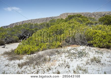 Pine Grove Of Aleppo Pine, Pinus Halepensis, Growing On Dunes. Photo Taken In Santa Pola, Alicante, 